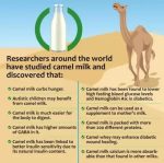 Harsha Nutrition Freeze Dried Camel Pro Milk Powder (1000 g) by Marbella - Image 6